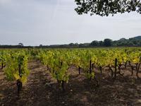 Muscadet - Coing (3) &ndash; &copy; Jörg Nesse (Eberhardt TRAVEL)