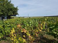 Muscadet - Coing (4) &ndash; &copy; Jörg Nesse (Eberhardt TRAVEL)
