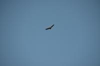 Greisender Greifvogel &ndash; &copy; Helene Johannsen (Eberhardt TRAVEL)
