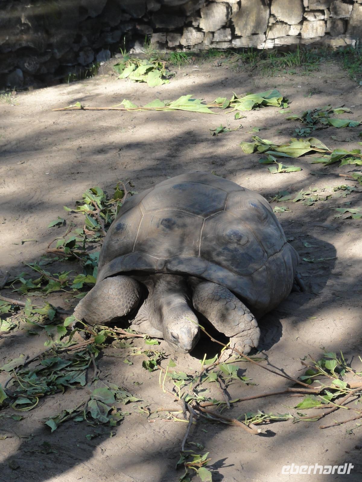 A Cupulatta - Schildkrötenpark &ndash; &copy; Nico Stolba (Eberhardt TRAVEL)