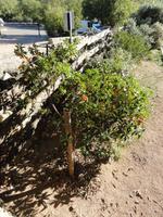 Erdbeerbaum &ndash; &copy; Nico Stolba (Eberhardt TRAVEL)