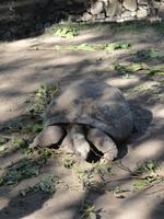 A Cupulatta - Schildkrötenpark &ndash; &copy; Nico Stolba (Eberhardt TRAVEL)