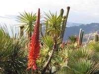 Jardin Exotique Eze