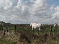 Camargue &ndash; &copy; Kerstin Hugel (Eberhardt TRAVEL)