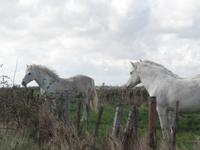 Camargue &ndash; &copy; Kerstin Hugel (Eberhardt TRAVEL)