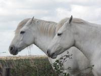 Camargue &ndash; &copy; Kerstin Hugel (Eberhardt TRAVEL)