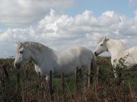 Camargue &ndash; &copy; Kerstin Hugel (Eberhardt TRAVEL)