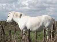 Camargue &ndash; &copy; Kerstin Hugel (Eberhardt TRAVEL)