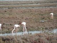 Camargue &ndash; &copy; Kerstin Hugel (Eberhardt TRAVEL)