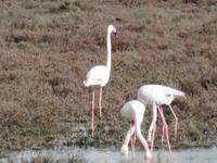 Camargue &ndash; &copy; Kerstin Hugel (Eberhardt TRAVEL)