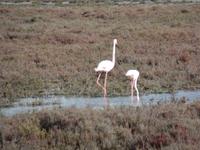 Camargue &ndash; &copy; Kerstin Hugel (Eberhardt TRAVEL)