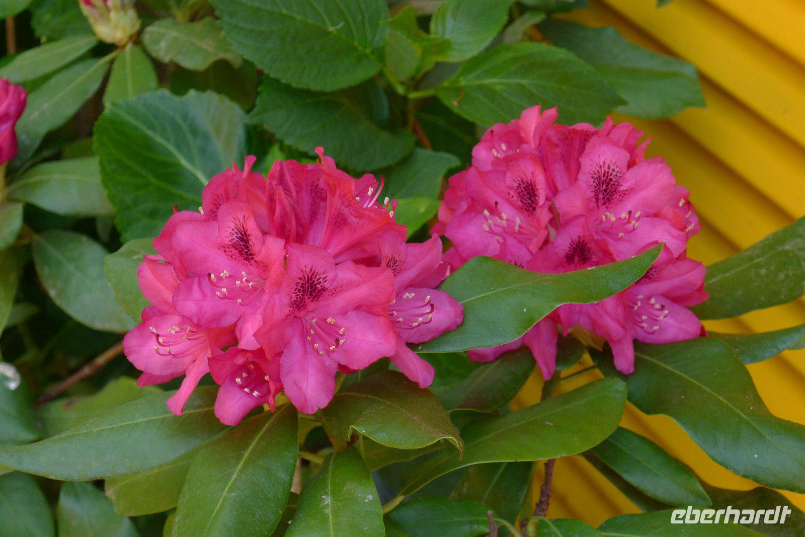 Ajaccio &ndash; &copy; Claudia Hartwich (Eberhardt TRAVEL)
