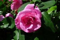 Blumen &ndash; &copy; Claudia Hartwich (Eberhardt TRAVEL)