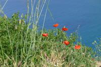 Blumen &ndash; &copy; Claudia Hartwich (Eberhardt TRAVEL)