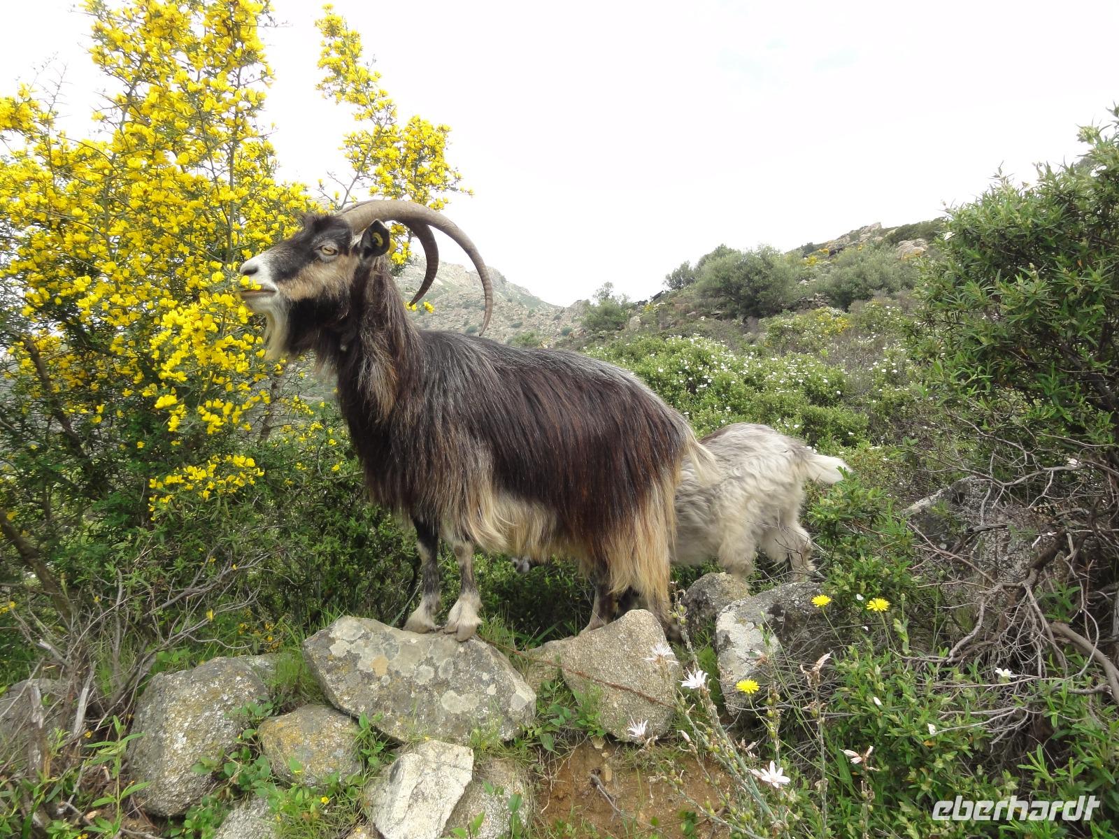 Steinbock &ndash; &copy; Nico Stolba (Eberhardt TRAVEL)