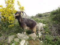 Steinbock &ndash; &copy; Nico Stolba (Eberhardt TRAVEL)