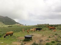 Macchia &ndash; &copy; Nico Stolba (Eberhardt TRAVEL)