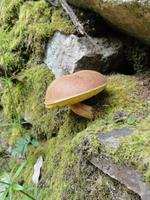 Pilz &ndash; &copy; Nico Stolba (Eberhardt TRAVEL)