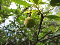 Erdbeerbaum &ndash; &copy; Nico Stolba (Eberhardt TRAVEL)
