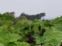 24.5.2018 Vauville &ndash; &copy; Beate Schroedter (Eberhardt TRAVEL)