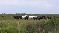 Camargue &ndash; &copy; Eva-Maria Strauß-Eberhardt (Eberhardt TRAVEL)