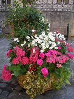 Blumen in Orleans &ndash; &copy; Lena Rautenberg (Eberhardt TRAVEL)