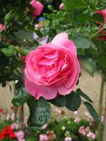 Giverny. Normannischer Garten