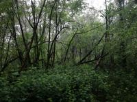 009. Wald von Brocéliande &ndash; &copy; Sophie Hof (Eberhardt TRAVEL)