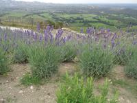 Blick von Les Baux &ndash; &copy; Barbara Mihut (Eberhardt TRAVEL)