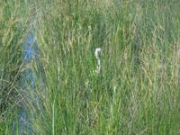 Camargue &ndash; &copy; Barbara Mihut (Eberhardt TRAVEL)