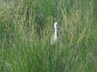 Camargue &ndash; &copy; Barbara Mihut (Eberhardt TRAVEL)