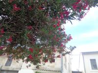 Oleander &ndash; &copy; Barbara Mihut (Eberhardt TRAVEL)