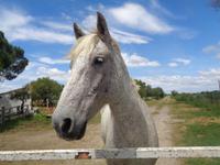 Camargue &ndash; &copy; Barbara Mihut (Eberhardt TRAVEL)
