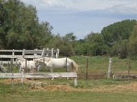 Camargue &ndash; &copy; Barbara Mihut (Eberhardt TRAVEL)