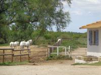 Camargue &ndash; &copy; Barbara Mihut (Eberhardt TRAVEL)