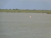 Camargue &ndash; &copy; Barbara Mihut (Eberhardt TRAVEL)