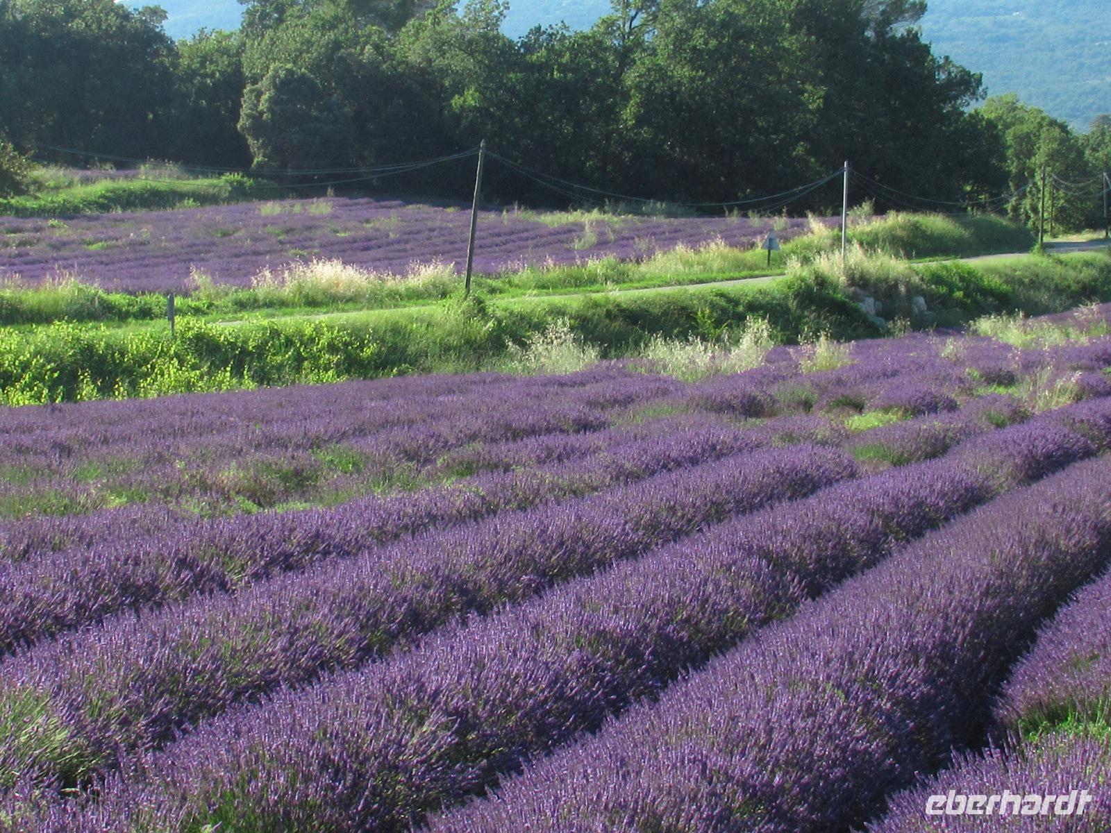 Lavendel &ndash; &copy; Maite Floris-Moser (Eberhardt TRAVEL)