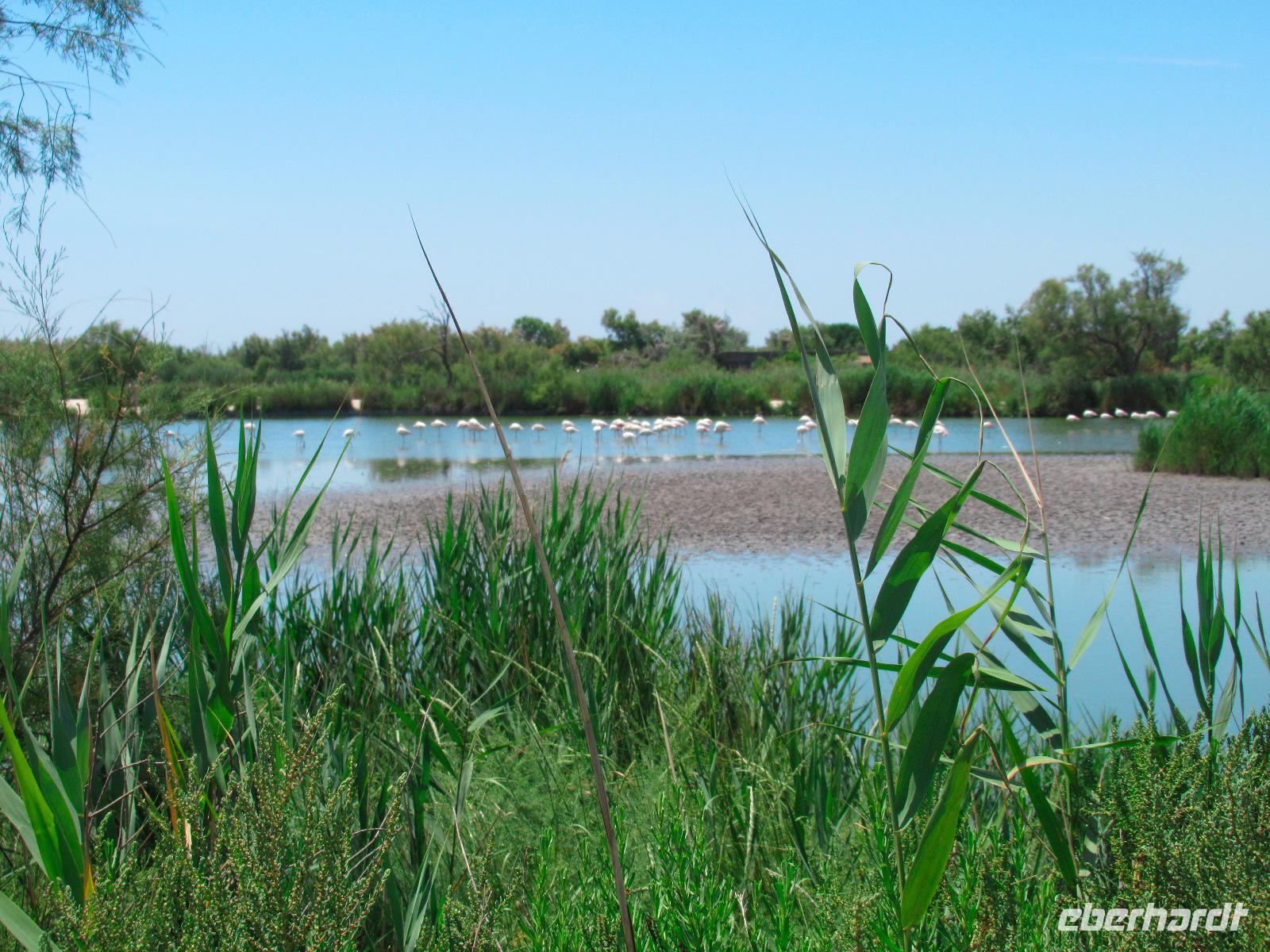 Camargue &ndash; &copy; Maite Floris-Moser (Eberhardt TRAVEL)