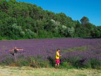 Lavendel &ndash; &copy; Maite Floris-Moser (Eberhardt TRAVEL)
