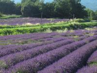 Lavendel
