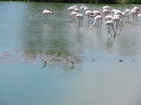 Camargue &ndash; &copy; Maite Floris-Moser (Eberhardt TRAVEL)