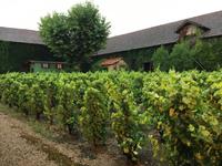 Beaujolais &ndash; &copy; Roswitha Zytowski (Eberhardt TRAVEL)