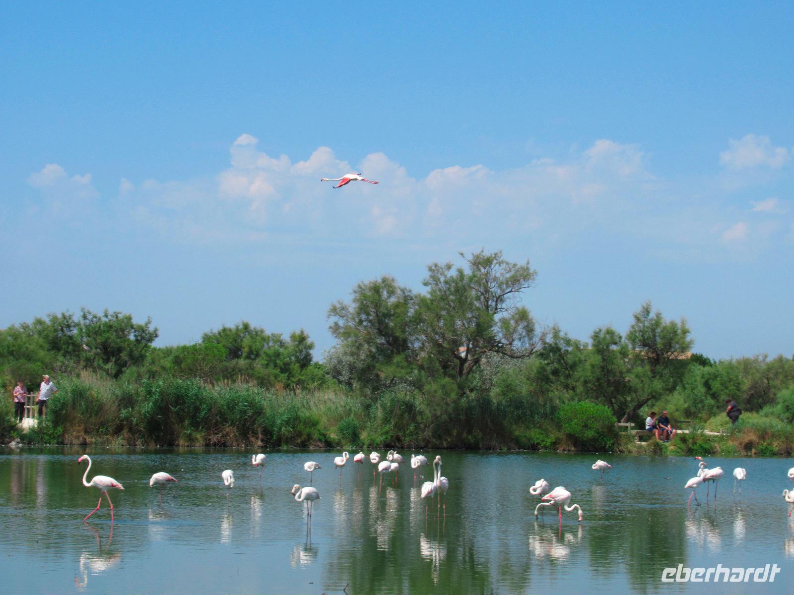 Camargue &ndash; &copy; Maite Floris-Moser (Eberhardt TRAVEL)