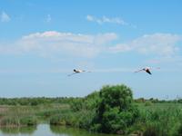 Camargue &ndash; &copy; Maite Floris-Moser (Eberhardt TRAVEL)