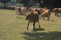 Jerseykühe6 &ndash; &copy; Gina Egenolf (Eberhardt TRAVEL)