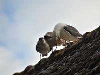 Möwen2 &ndash; &copy; Gina Egenolf (Eberhardt TRAVEL)