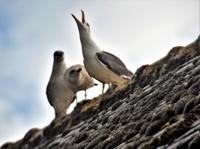 Möwen3 &ndash; &copy; Gina Egenolf (Eberhardt TRAVEL)