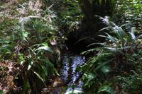 04 Im Wald von Brocéliande  &ndash; &copy; Gabriele Sauer (Eberhardt TRAVEL)