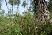04 Im Wald von Brocéliande  &ndash; &copy; Gabriele Sauer (Eberhardt TRAVEL)