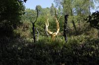 04 Im Wald von Brocéliande  &ndash; &copy; Gabriele Sauer (Eberhardt TRAVEL)